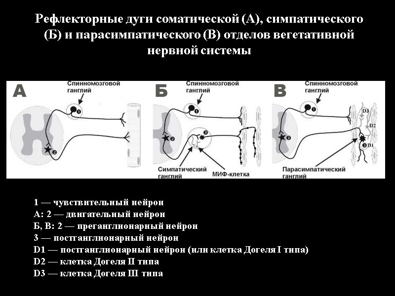1 — чувствительный нейрон  А: 2 — двигательный нейрон  Б, В: 2